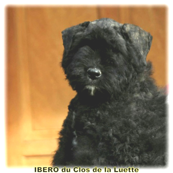 IBERO du Clos de la Luette &copy; Elevage du Clos de la Luette